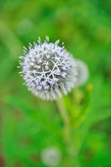 Beautiful violet round flower in the garden