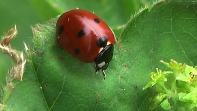 ladybug ladybird close up full hd