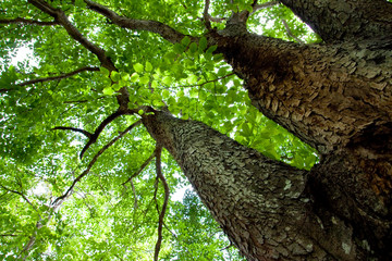 Fototapeta premium Image of twin trees