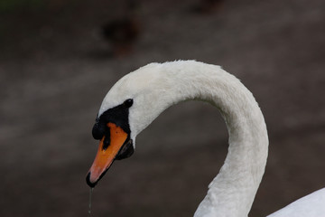 J'ai le bec qui coulle