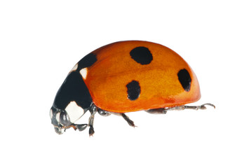six ponts ladybug isolated on white