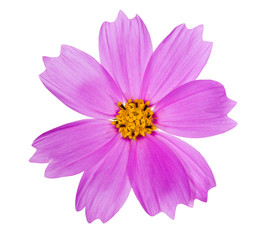 pink color flower with yellow center