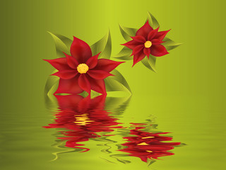 Obraz premium Weihnachtsstern