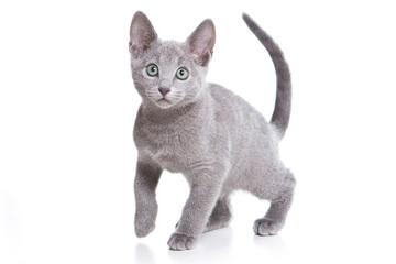 Russian blue kitten on white