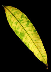 Dying Mango leaf on black