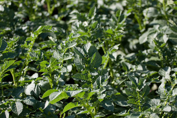 potato plants