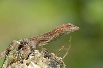 Anolis auratus - (Polychrotidae sauria)