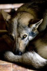 chien-loup tchécoslovaque