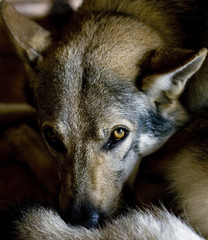 chien-loup tchécoslovaque