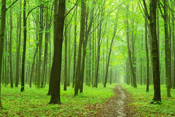 Naklejka premium green forest