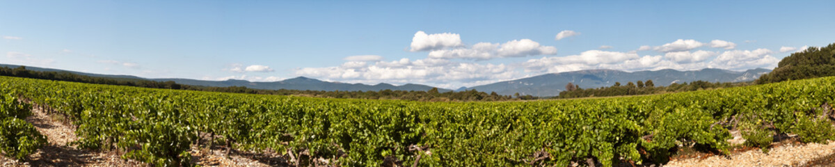 Fototapeta na wymiar Prowansalskich winnic w regionie Vaucluse we Francji