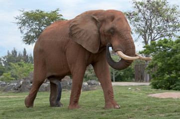 Fototapeta premium Elefant
