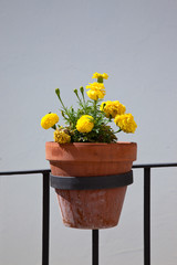 Maceta con flores amarillas en la calle