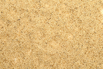 white opium poppy seeds