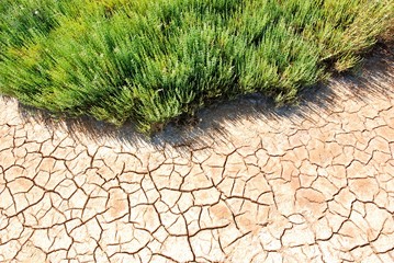Terre sèche et plantes de l'étang