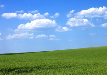 green cornfield blue sky and clouds