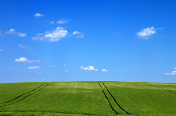 Fototapeta na wymiar green cornfield blue sky and clouds