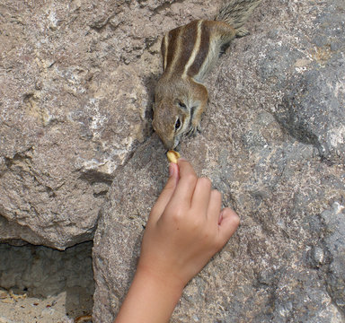 Feed the animals
