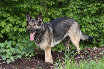 Deutscher Schäferhund