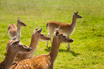 Rehe Wiese