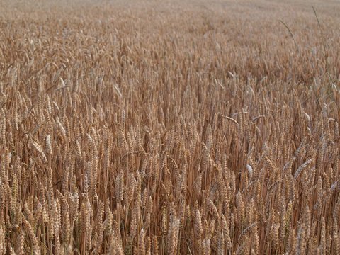 field of ripe rype