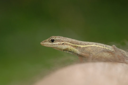 Anolis auratus - (Polychrotidae sauria)