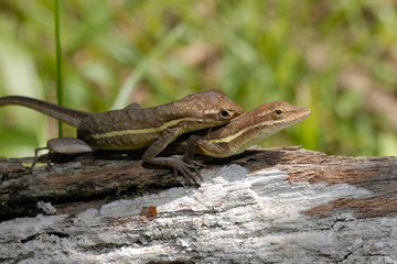Anolis auratus - (Polychrotidae sauria)