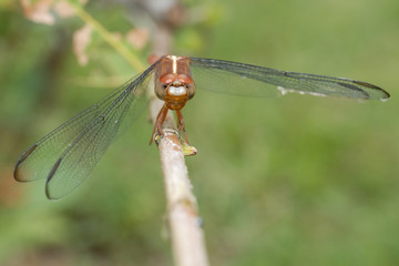 Libellula