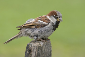 House sparrow