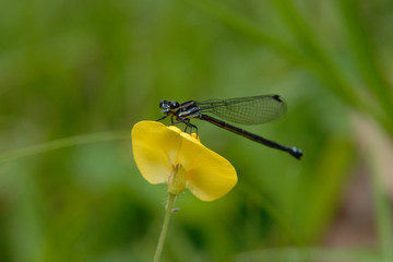 Skimming bluet - (Enallagma germinatum)