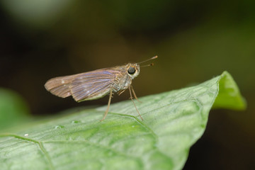 Hylephila phyleus - (Fiery skipper)