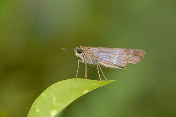 Obraz premium Hylephila phyleus - (Fiery skipper)
