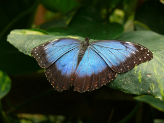 Schmetterling