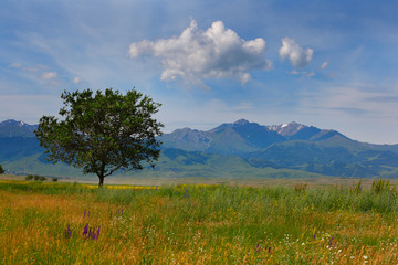 Obraz premium landscape