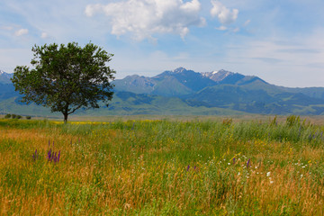 Fototapeta premium landscape