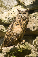 an old owl sitting in front of stones