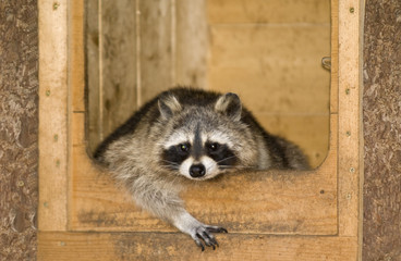 a racoon relaxing in his house
