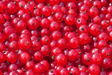 Natural background of berries of a red currant