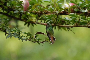 Colibri