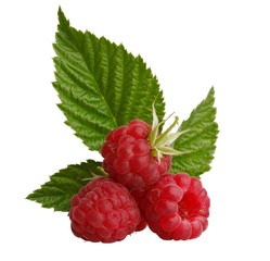 Raspberry with leaves