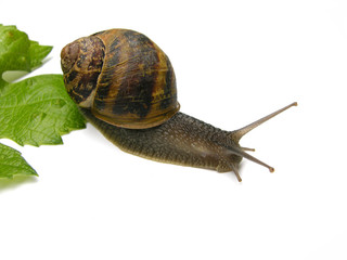 Schnecke mit Weinblatt