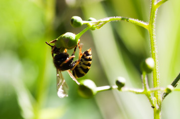Wasp