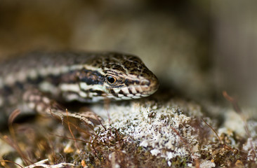 lézard
