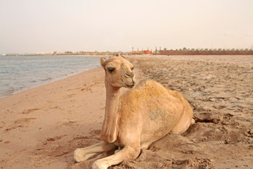 small camel on the beach