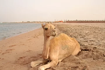 Crédence de cuisine en verre imprimé Chameau small camel on the beach