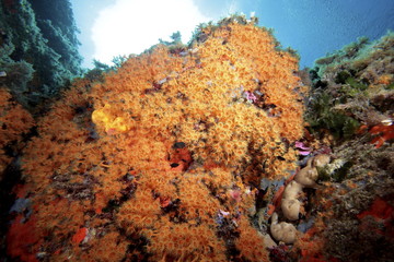 Fototapeta na wymiar margherite di mare mediterraneo
