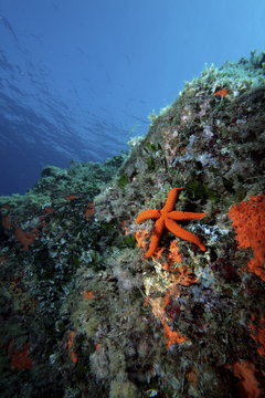stella marina rossa