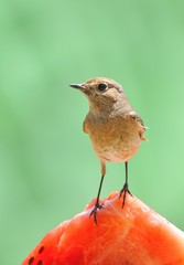Colirrojo comiendo sandia