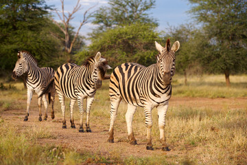 Burchell's Zebra