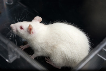 white (albino) laboratory rat in acrylic cage